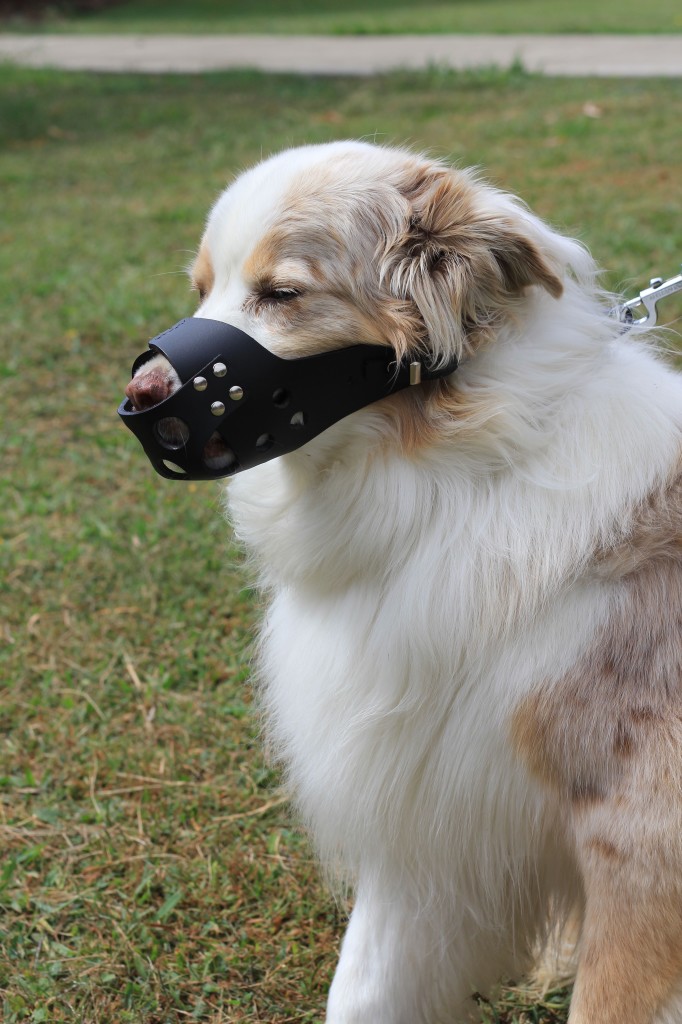 Muzzle for 2025 australian shepherd