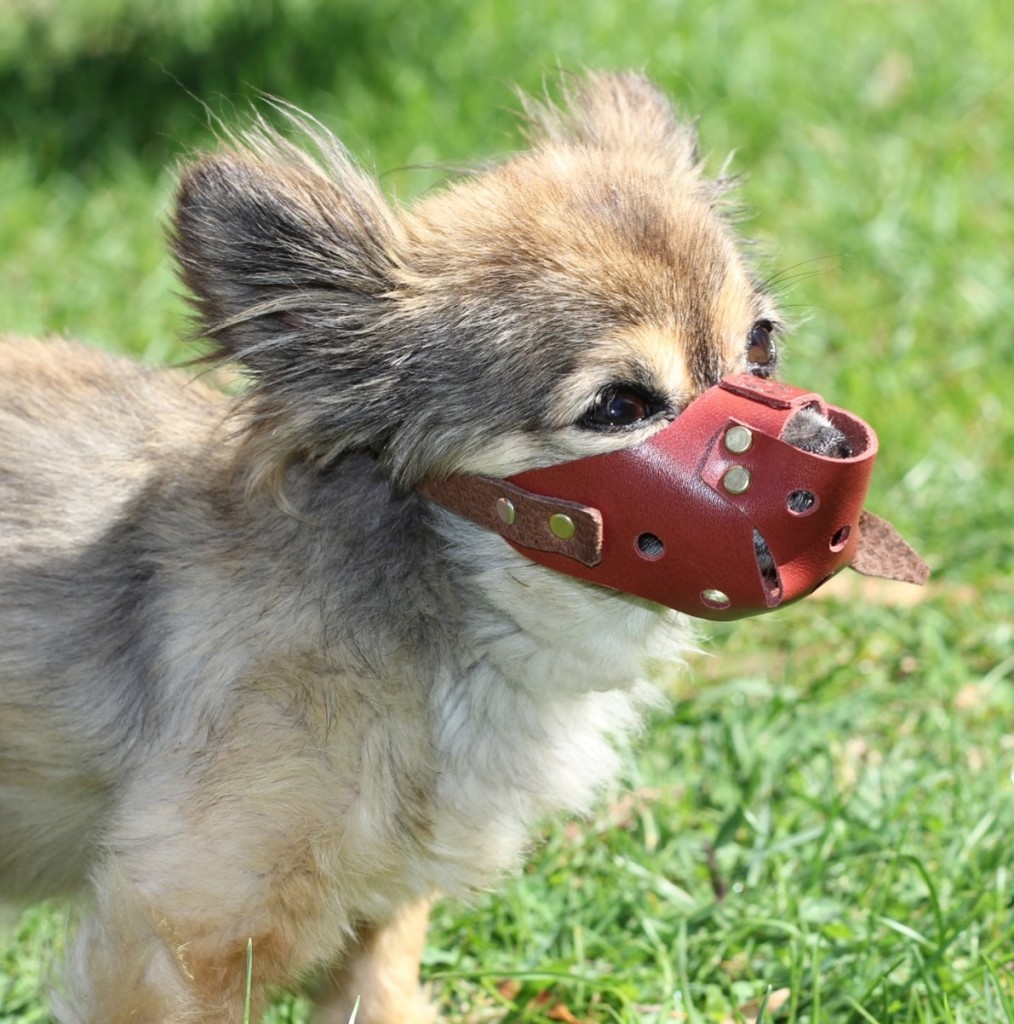 genie with muzzle