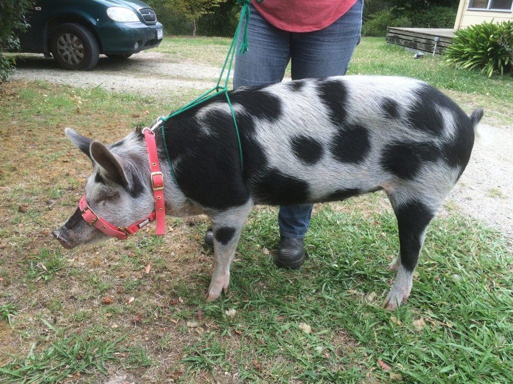 pig harness